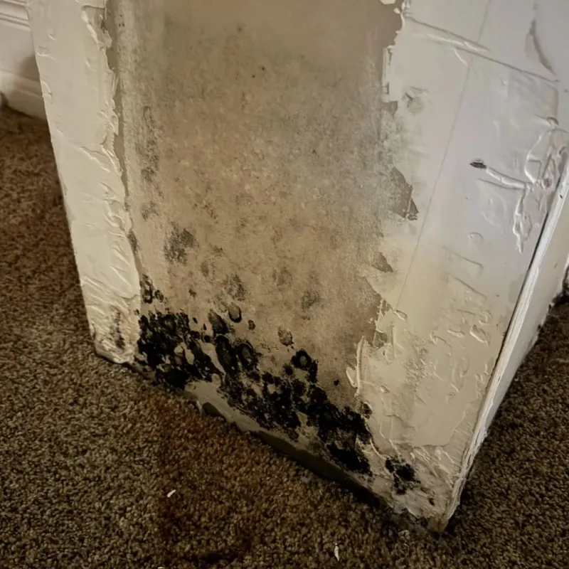 Professional Mold Removal in Moultonborough, NH